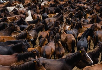 La sierra de la Groba: refugio de caballos salvajes y tradiciones milenarias